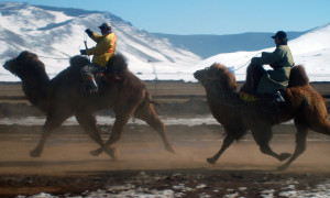 Kamelrennen auf der Autobahn